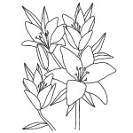 tatouage fleur de vanille dessin