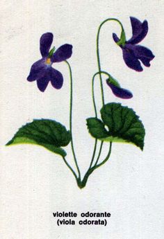 tatouage fleur violette