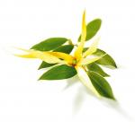 tatouage fleur ylang ylang