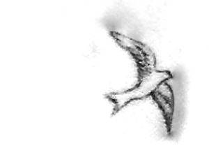 tattoo hirondelle noir et blanc